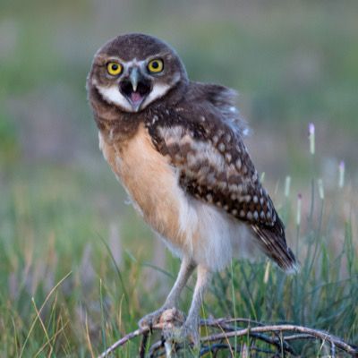 burrowing owls gigapixel standard widthpx