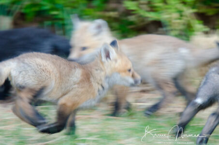 0411 Foxes-52