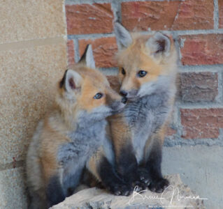 0411 Foxes-66