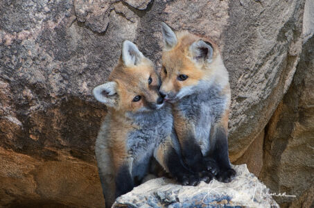 0411 Foxes-68-R