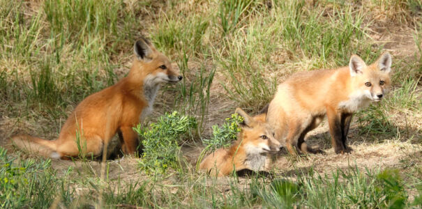 0520 Foxes-1245