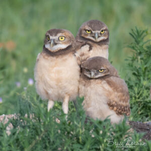0716 Owls-1589wt