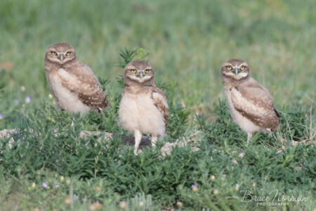 0716 Owls-1777wt