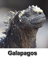 Galapagos-7447