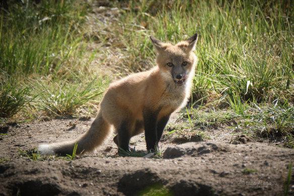 0520_Foxes-075 1
