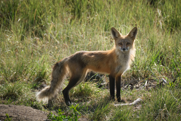 0520_Foxes-179 1